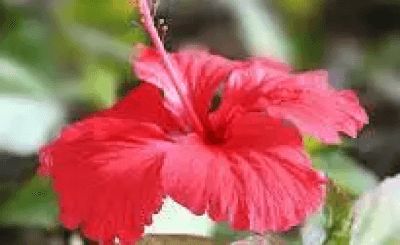 Hibiscus